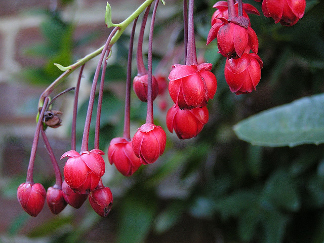 Plante corail (Berberidopsis corallina)