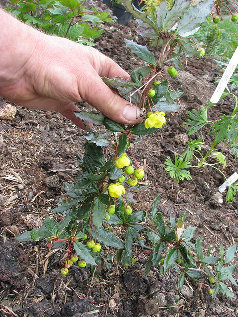 Berberis calliantha