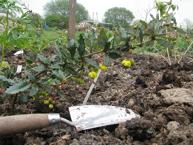 Berberis calliantha