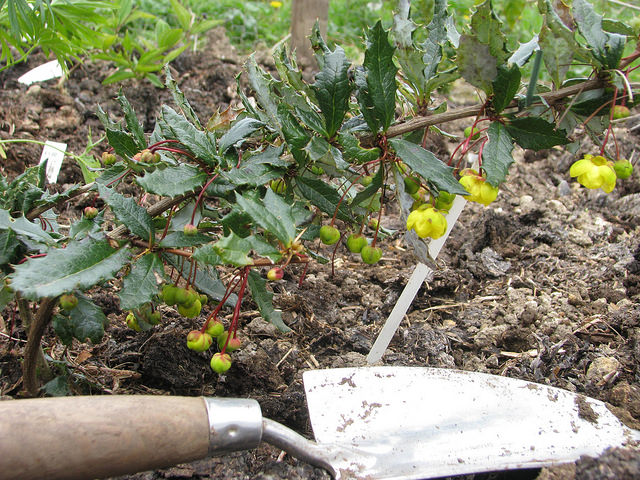 Berberis calliantha