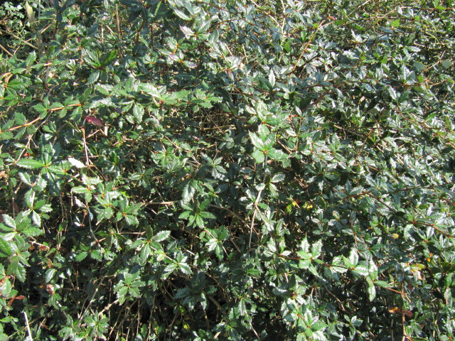 Berberis calliantha