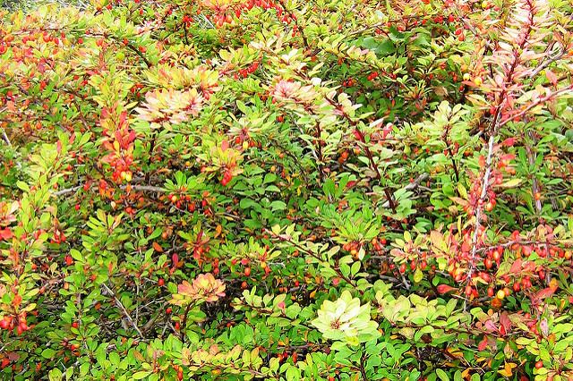 Berberis canadensis