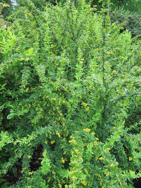 Épine-vinette candidula (Berberis candidula)