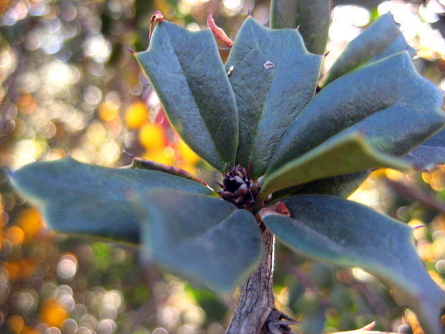 Épine-vinette de darwin (Berberis darwinii)