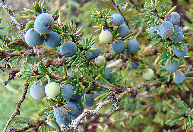 Épine-vinette à feuilles de camarine (Berberis empetrifolia)