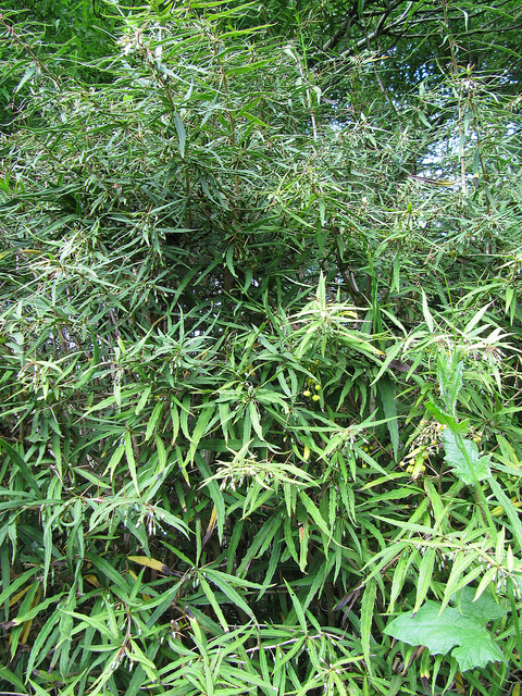 Épine-vinette de gagnepain (Berberis gagnepainii)