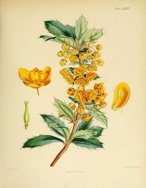 Berberis ilicifolia