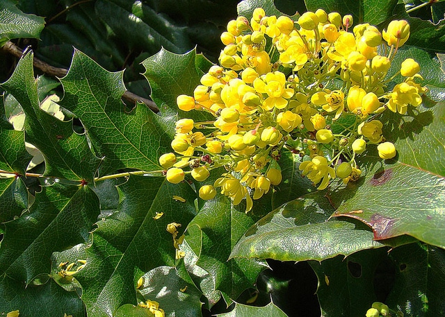 Berberis ilicifolia (Berberis ilicifolia)