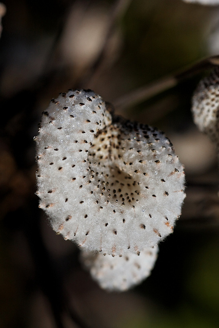 Berberis jaeschkeana