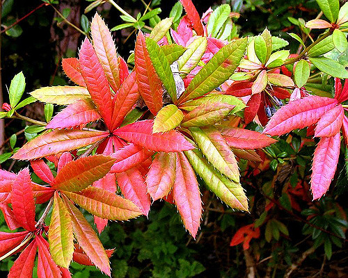 épine-vinette à feuilles persistantes
