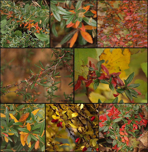 épine-vinette à feuilles persistantes