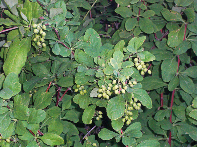 Berbéris de corée (Berberis koreana)
