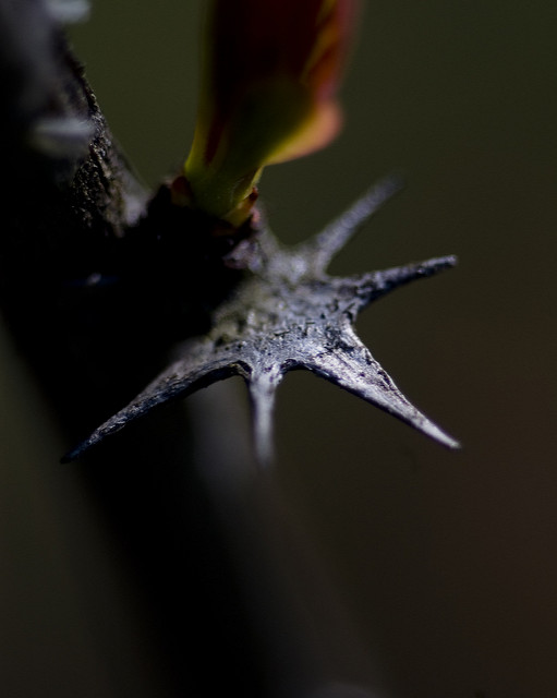 Berbéris de corée