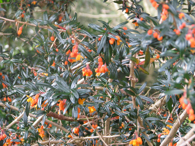 Epine vinette à feuilles linéaires