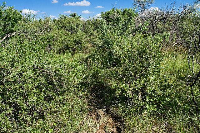 Berberis lycium