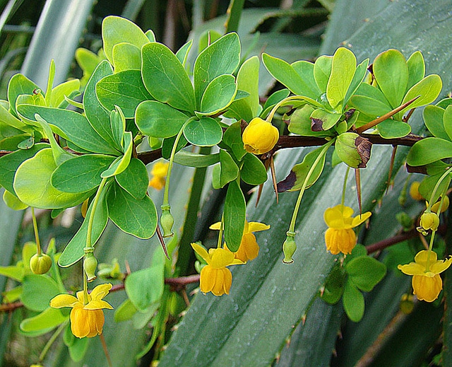 Berberis rotundifolia (Berberis rotundifolia)