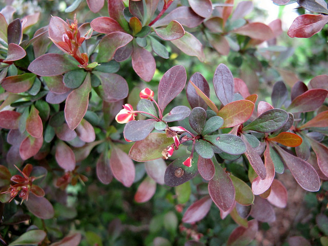 Épine-vinette de thunberg (Berberis thunbergii)