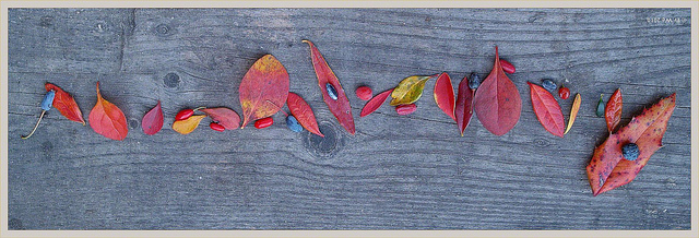 Épine-vinette verruqueuse (Berberis verruculosa)