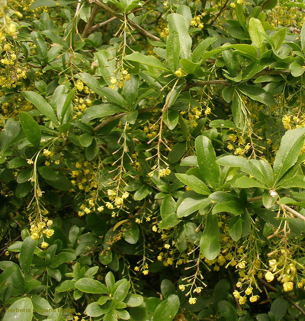 épine-vinette