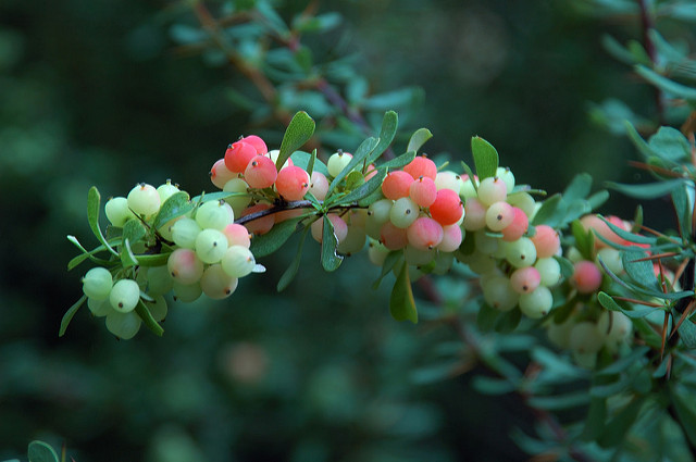 Berberis wilsoniae