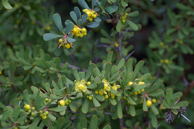 Berberis wilsoniae