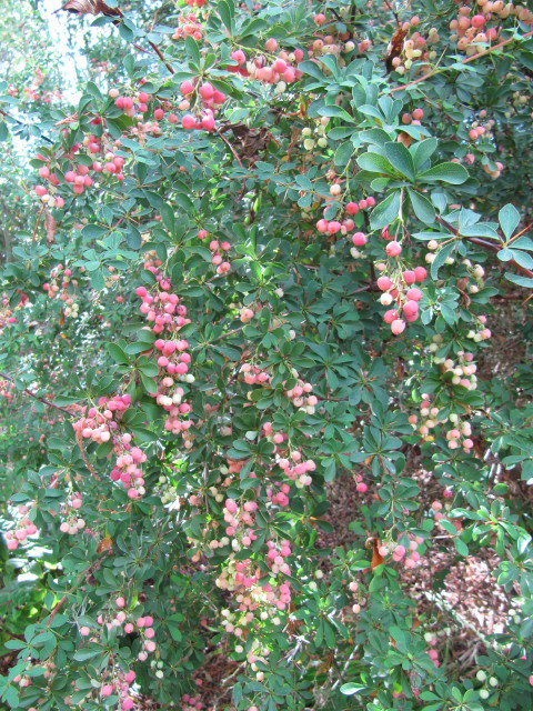 Berberis wilsoniae