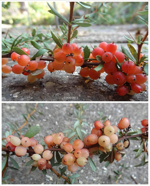 Berberis wilsoniae