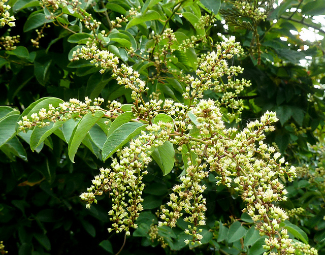 Berchemia racemosa