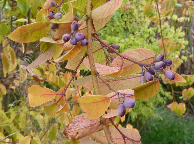 Berchemia scandens