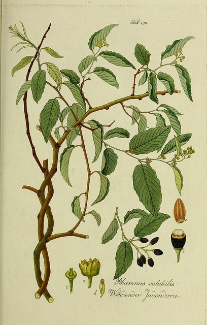 Berchemia scandens