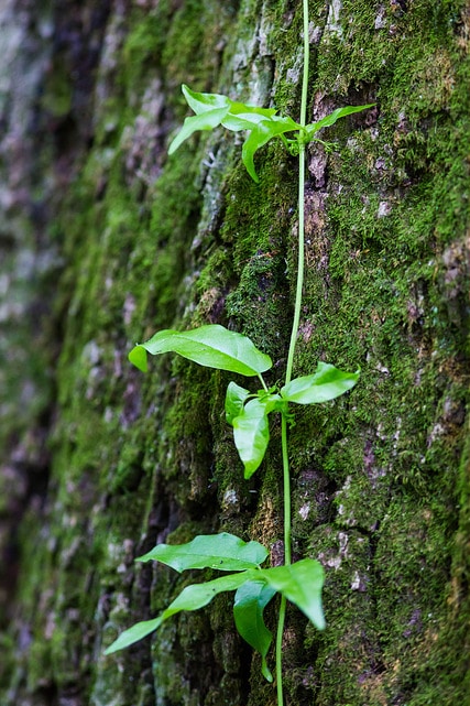 Berchemia scandens