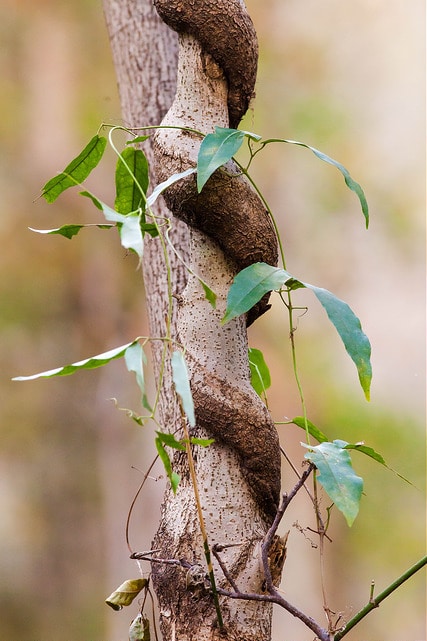 Berchemia scandens