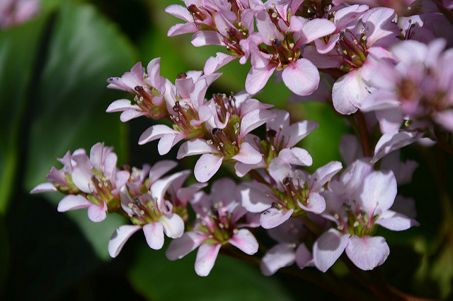 Bergenia ciliata