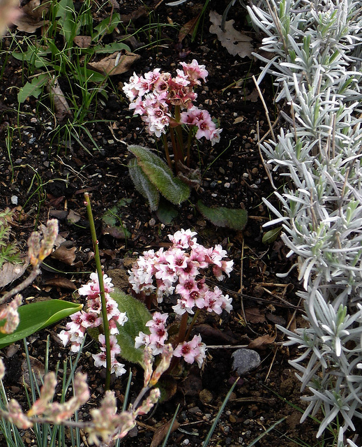 Bergenia ciliata