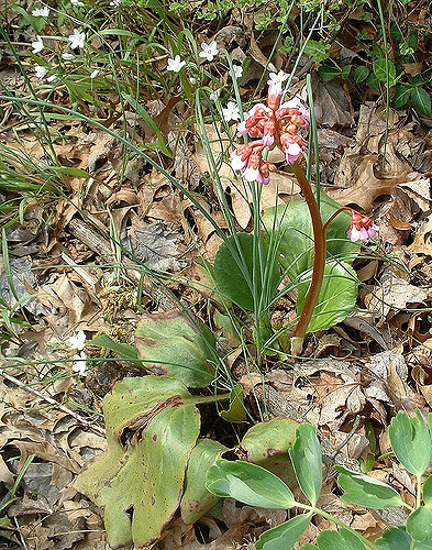 Bergénia à feuilles charnues (Bergenia cordifolia)