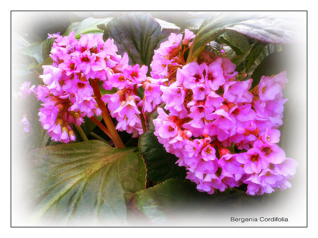Bergénia à feuilles charnues