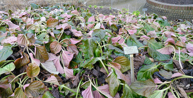 Bergénie à feuilles charnues
