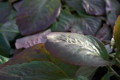 Bergénie à feuilles charnues