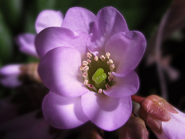 Bergénie à feuilles charnues (Bergenia crassifolia)