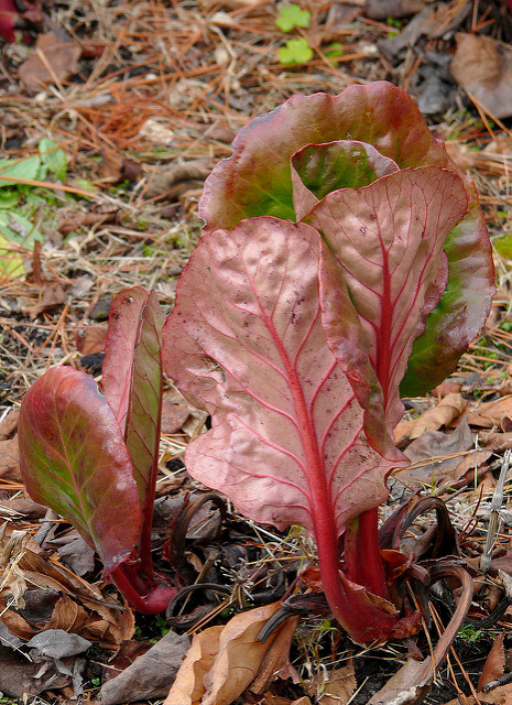 Bergénia purpurascens