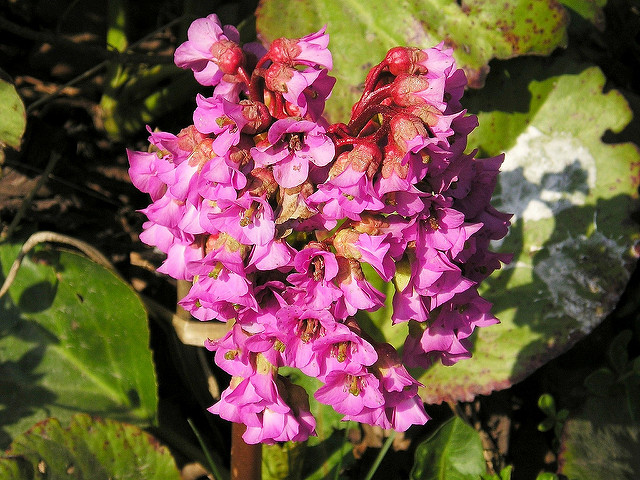 Bergénia purpurascens