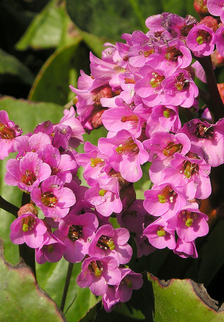 Bergénia purpurascens