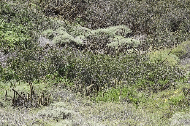 Bergerocactus emoryi