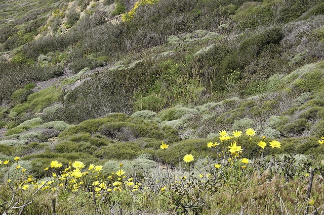 Bergerocactus emoryi