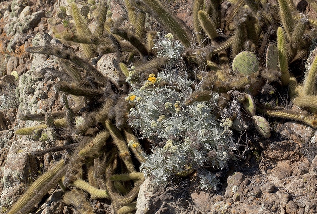 Bergerocactus emoryi (Bergerocactus emoryi)