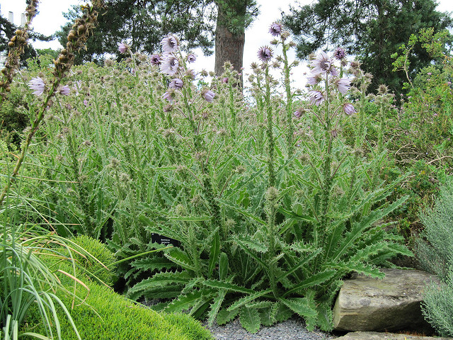 Berkheya purpurea