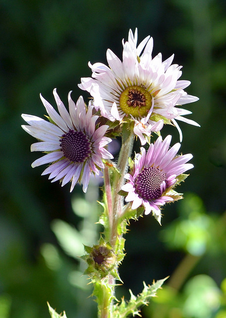 Berkheya purpurea