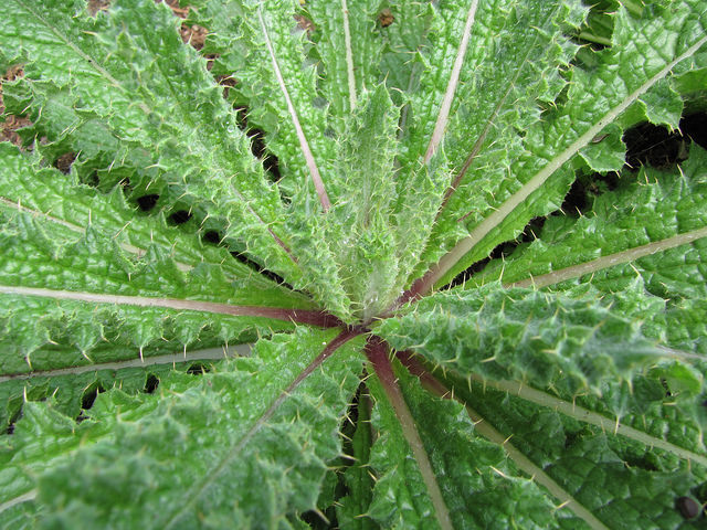 Berkheya purpurea