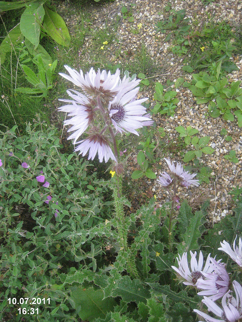 Berkheya purpurea
