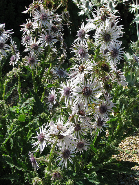 Berkheya purpurea